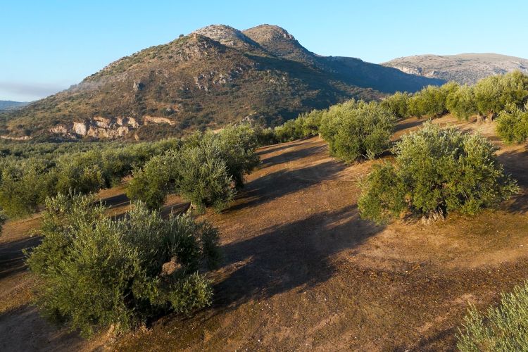 The Main Varieties of Olive: A Journey Through Taste, Tradition, and Terroir