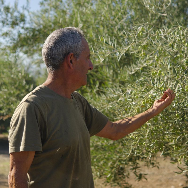 Our olive oil