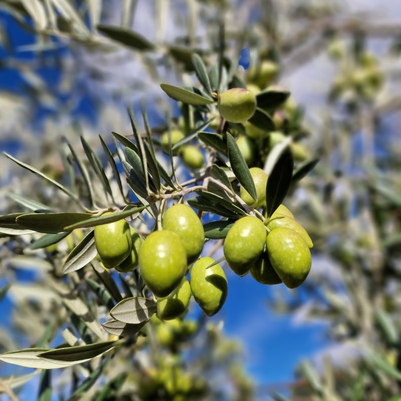 About Olive Oil