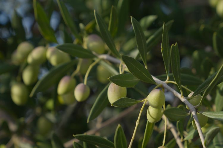The Main Varieties of Olive: A Journey Through Taste, Tradition, and Terroir